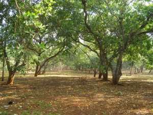 mua bán đất nền bình phước giá tốt nhất 2025