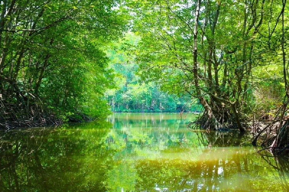 rừng ngập mặn cần giờ