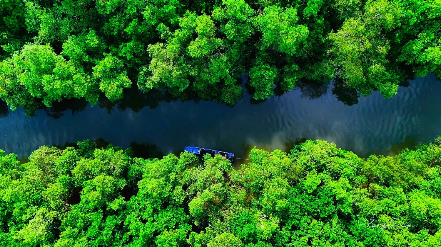 Cần Giờ hiện tại thuộc tỉnh nào? Đường đi, có gì chơi và các dự án mới nhất rung sac can gio rung ngap man 5